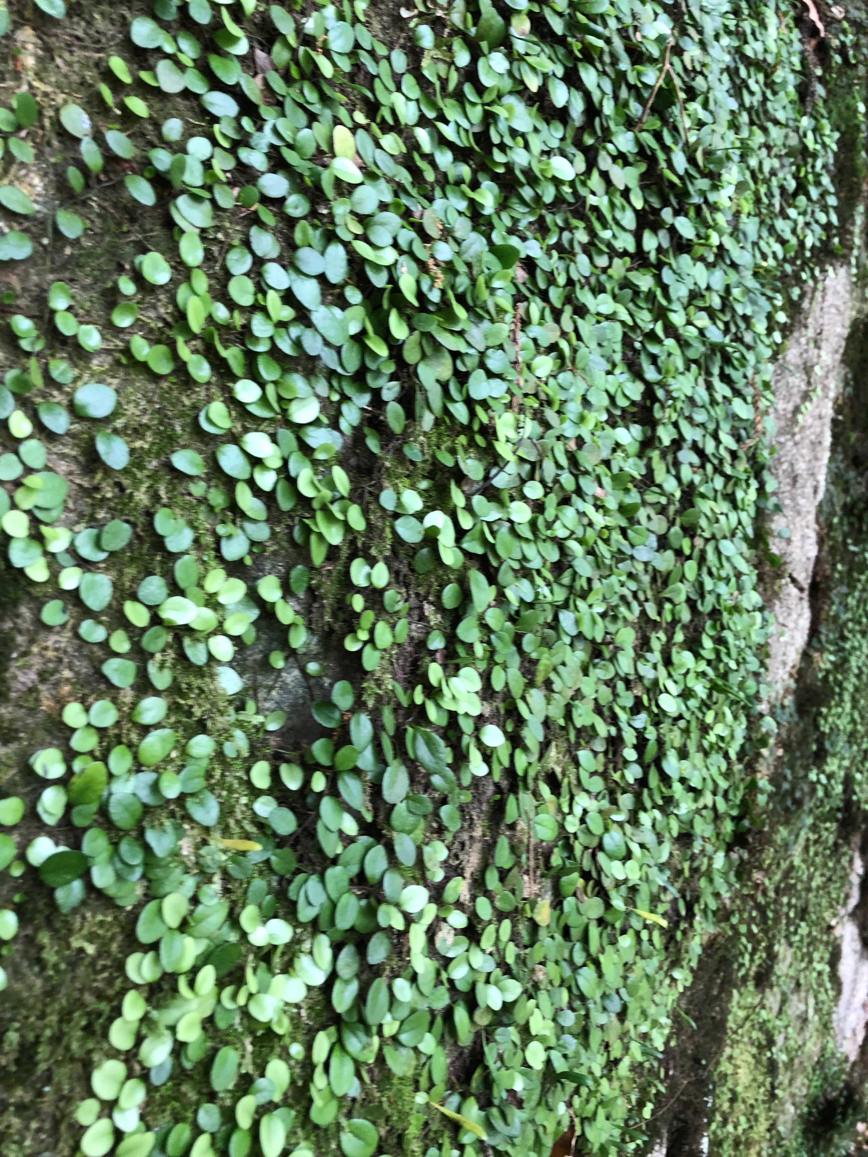 f:id:APwakuwakukosodate:20190602071206j:image f:id:APwakuwakukosodate:20190602071206j:image