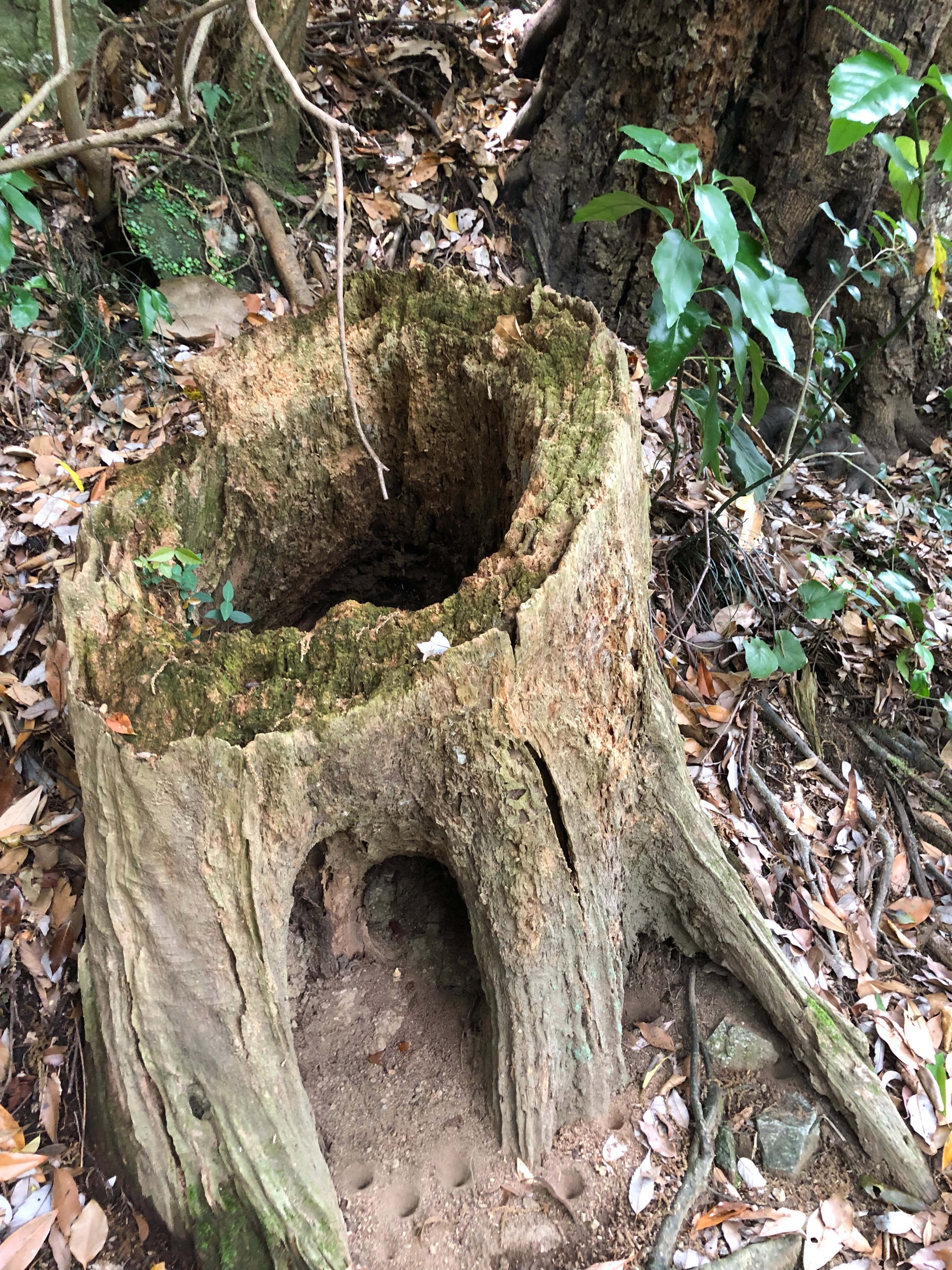 f:id:APwakuwakukosodate:20190602071218j:image f:id:APwakuwakukosodate:20190602071218j:image