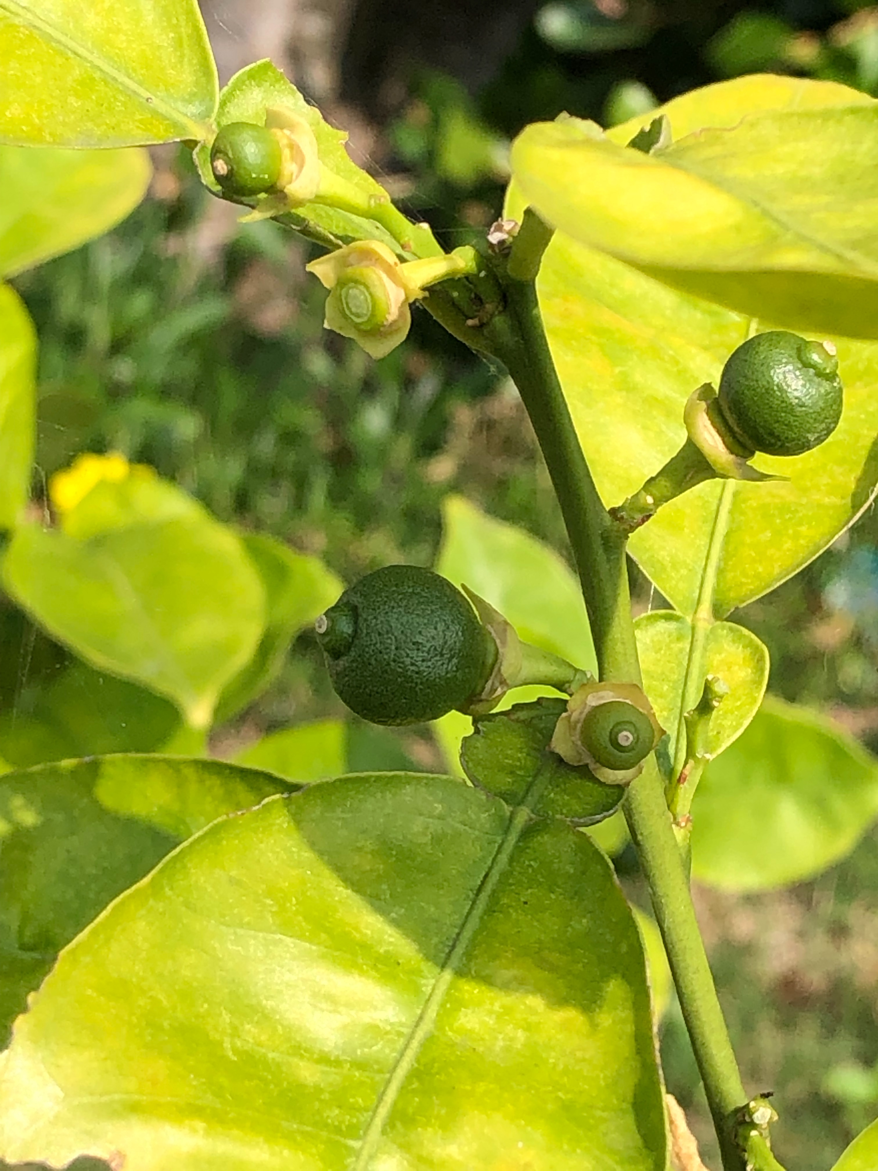 f:id:APwakuwakukosodate:20190606094409j:image f:id:APwakuwakukosodate:20190606094409j:image