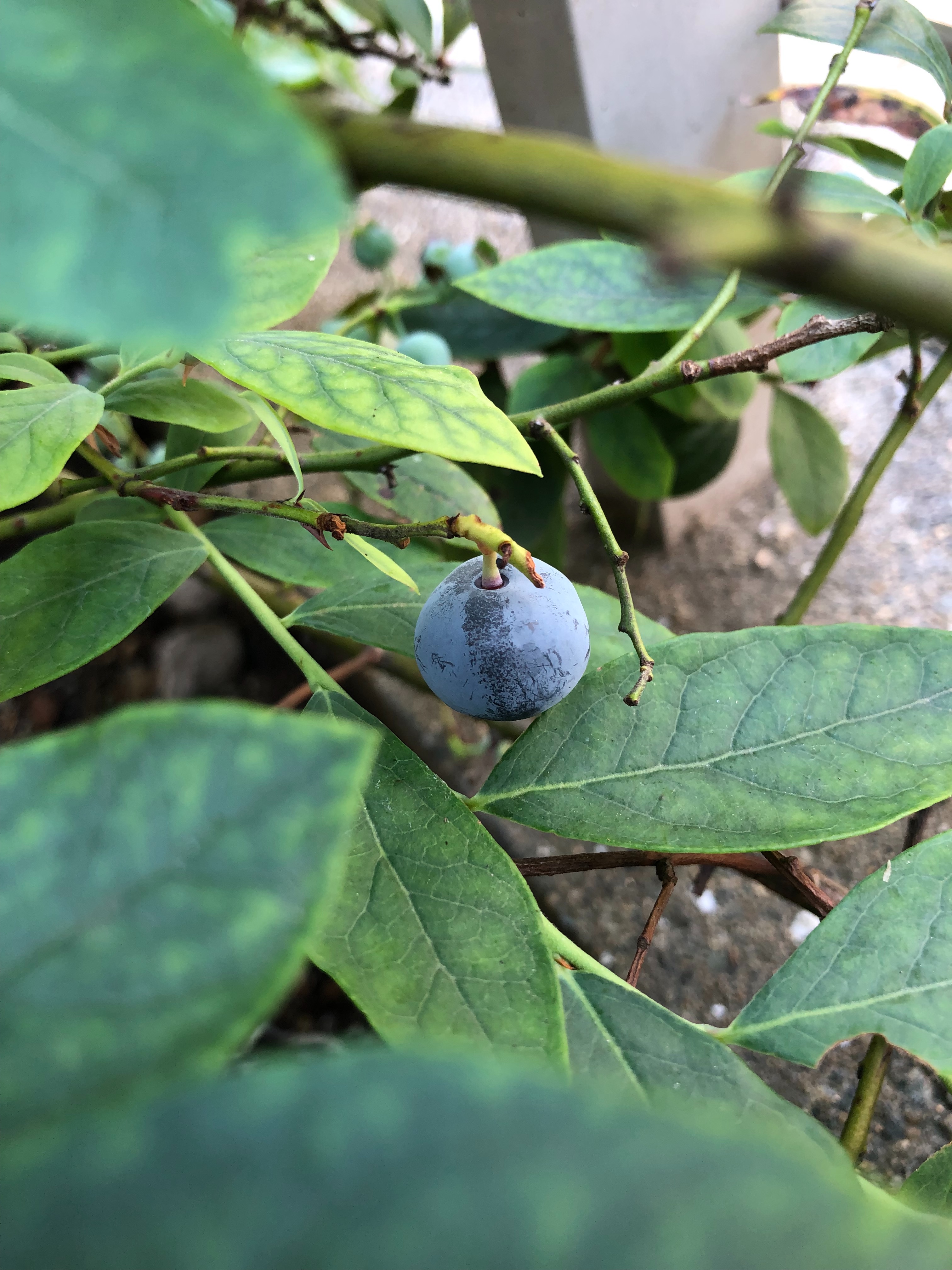 f:id:APwakuwakukosodate:20190606094418j:image f:id:APwakuwakukosodate:20190606094418j:image