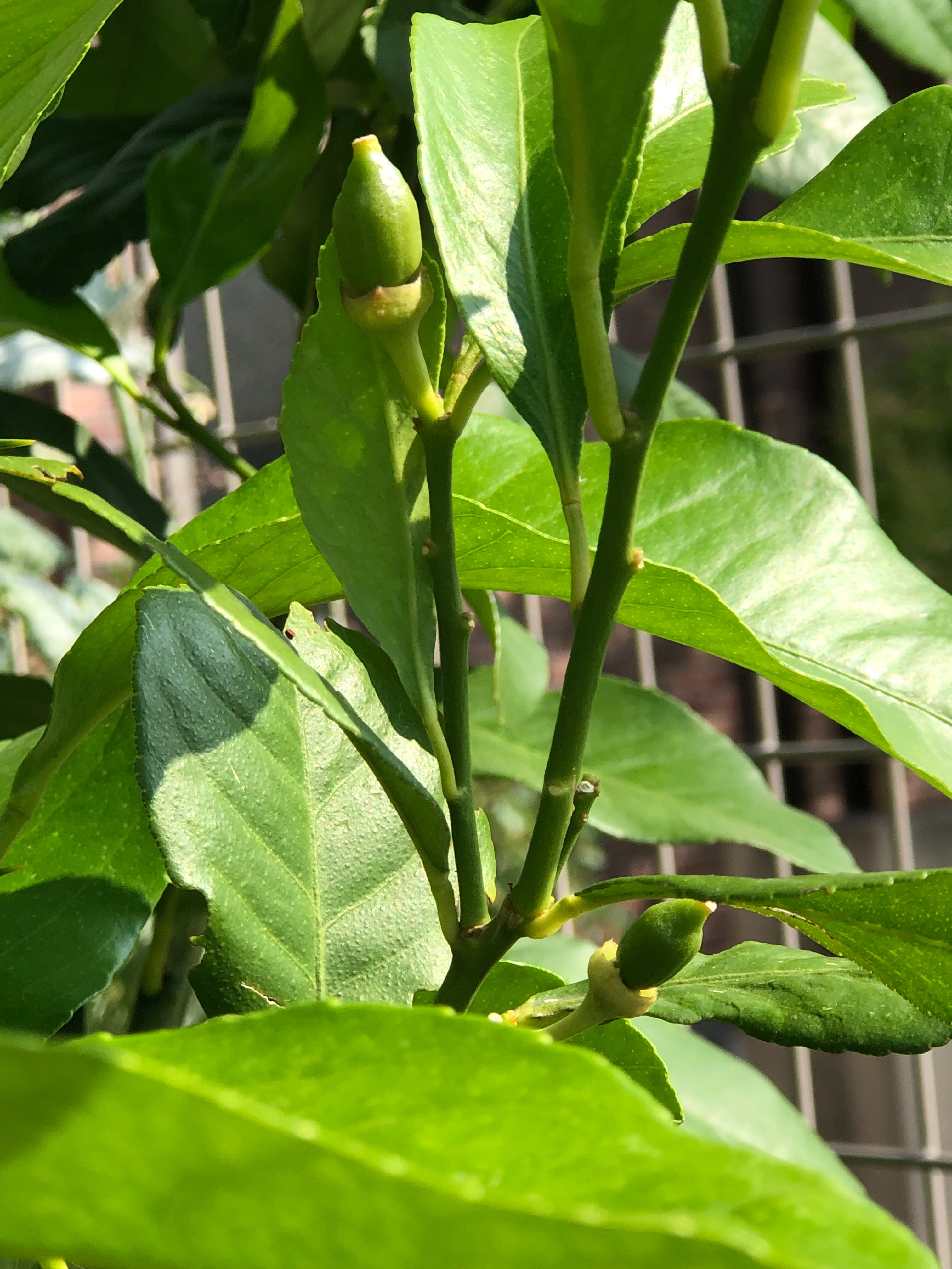 f:id:APwakuwakukosodate:20190606094427j:image f:id:APwakuwakukosodate:20190606094427j:image