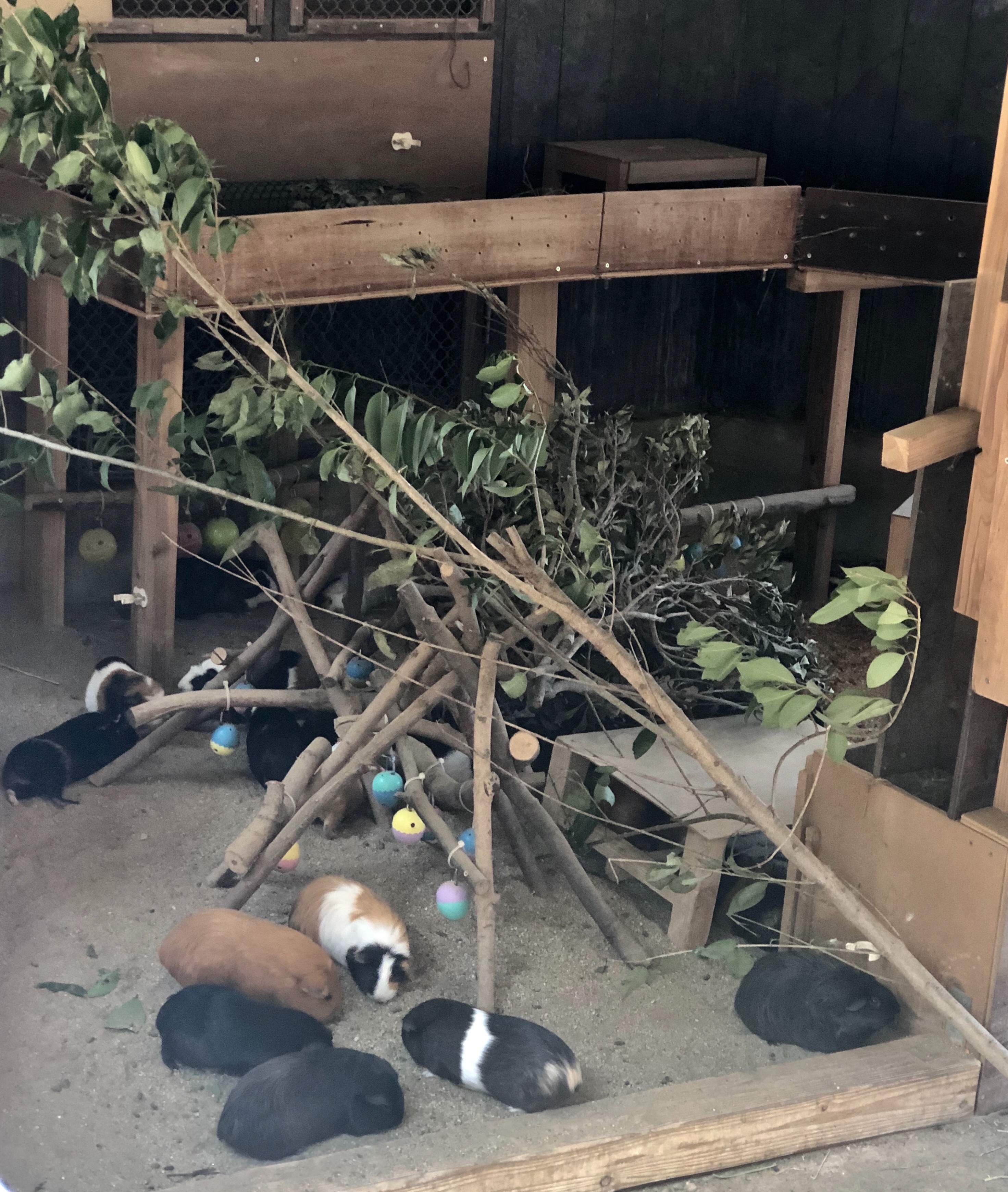 f:id:APwakuwakukosodate:20190806211457j:image