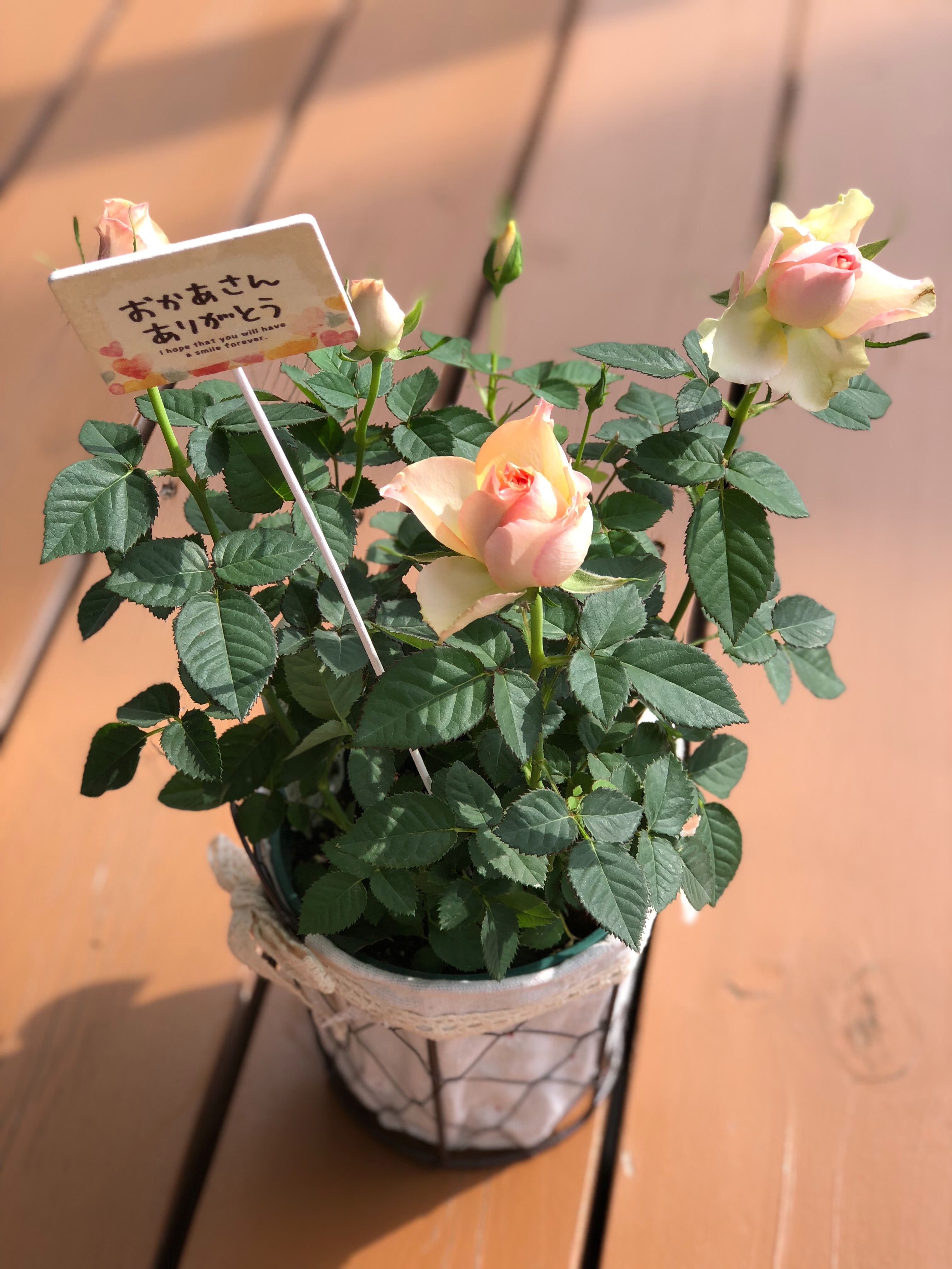 f:id:APwakuwakukosodate:20190809182933j:image