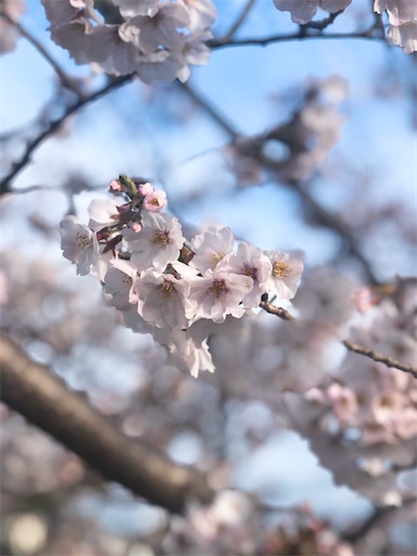 f:id:APwakuwakukosodate:20200402042014j:image