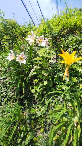 f:id:APwakuwakukosodate:20200524024944j:image