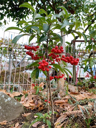 f:id:APwakuwakukosodate:20210102174814j:image f:id:APwakuwakukosodate:20210102174814j:image