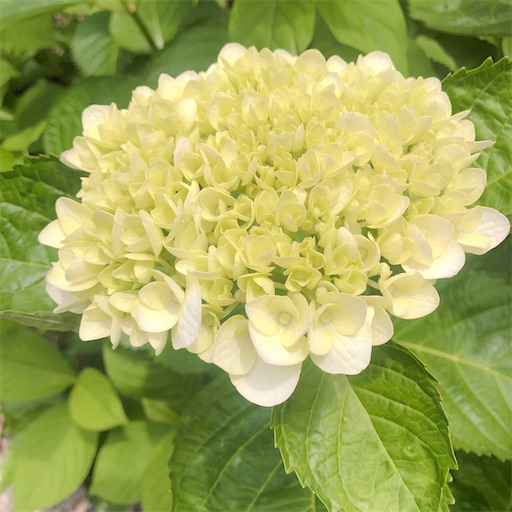 f:id:APwakuwakukosodate:20210528054017j:image f:id:APwakuwakukosodate:20210528054017j:image