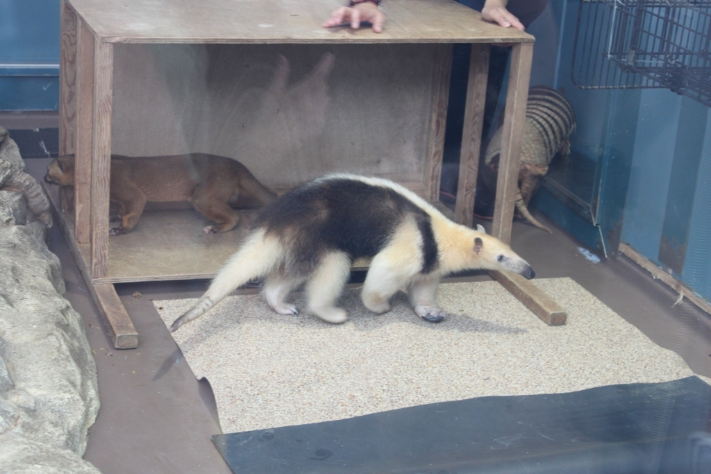 サンシャイン水族館のありくい