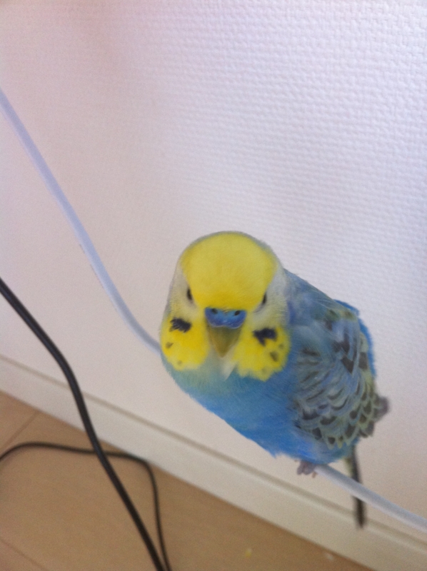 f:id:AR30:20110425095705j:image:w150