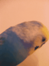 f:id:AR30:20110824220802g:image
