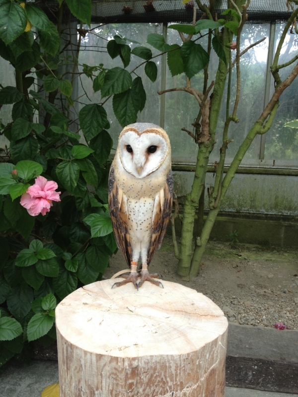 メンフクロウの写真 面白い顔してる なんか人みたい 笑 インコのおきて