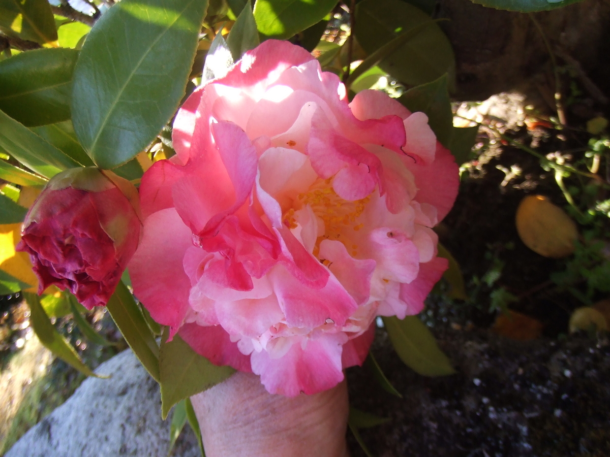 f:id:ARA3849:20200428155259j:plain f:id:ARA3849:20200428155259j:plain