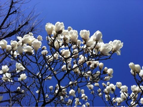 f:id:ASAKURA_Yuco:20120329142557j:image