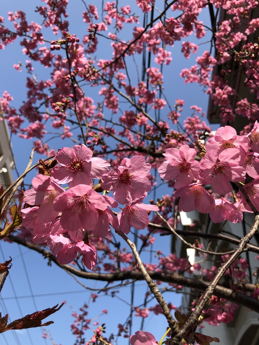 f:id:ASHIMARUKUN:20190326145349j:plain