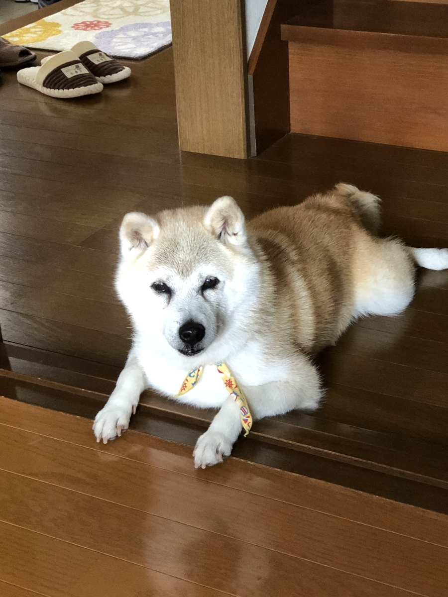 f:id:ASHIMARUKUN:20190627201043j:plain