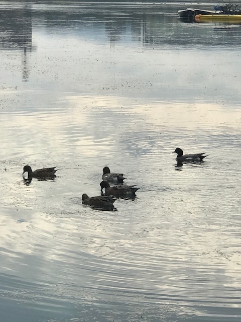 f:id:ASUDANE:20191113154139j:plain