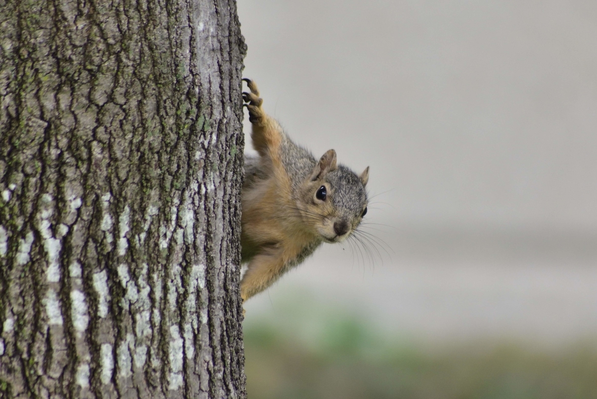 f:id:ATX_Domain:20211214111521j:plain