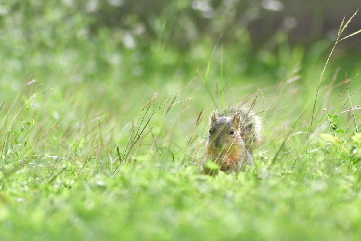 f:id:ATX_Domain:20211214111534j:plain