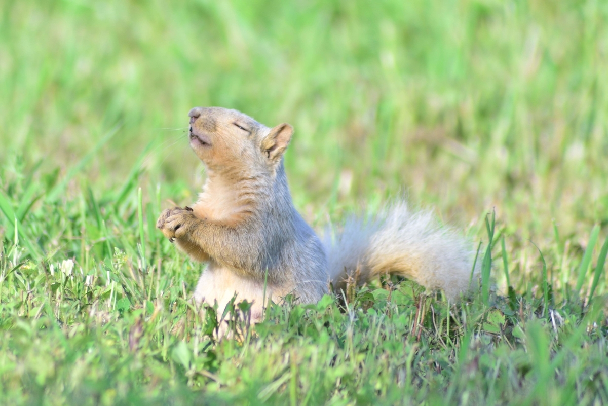 f:id:ATX_Domain:20211214111547j:plain