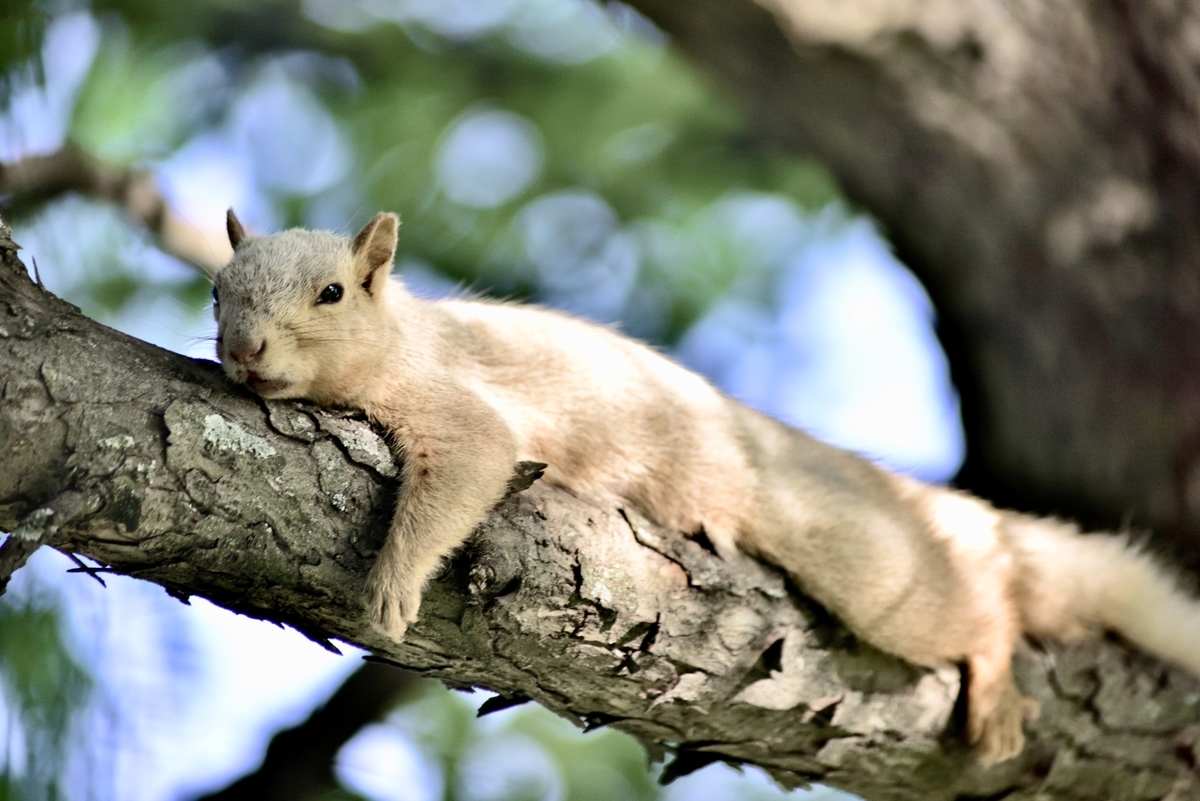 f:id:ATX_Domain:20211214111608j:plain