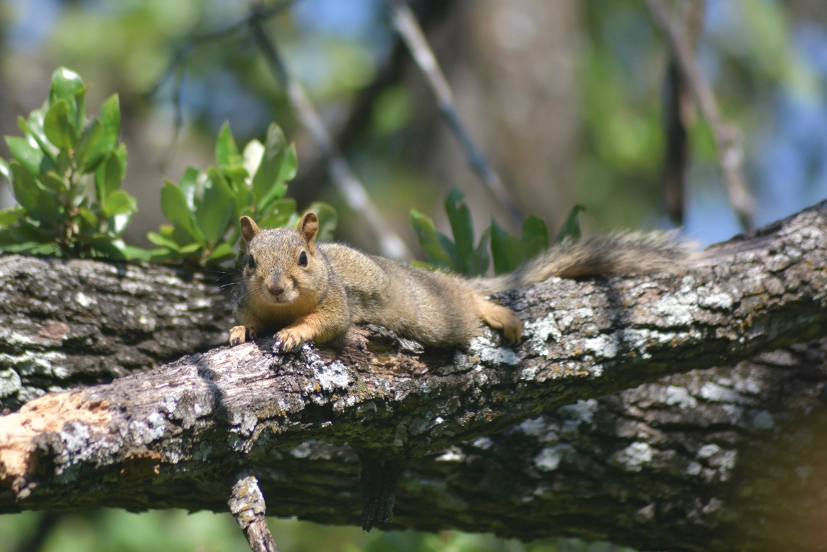 f:id:ATX_Domain:20211214111621j:plain