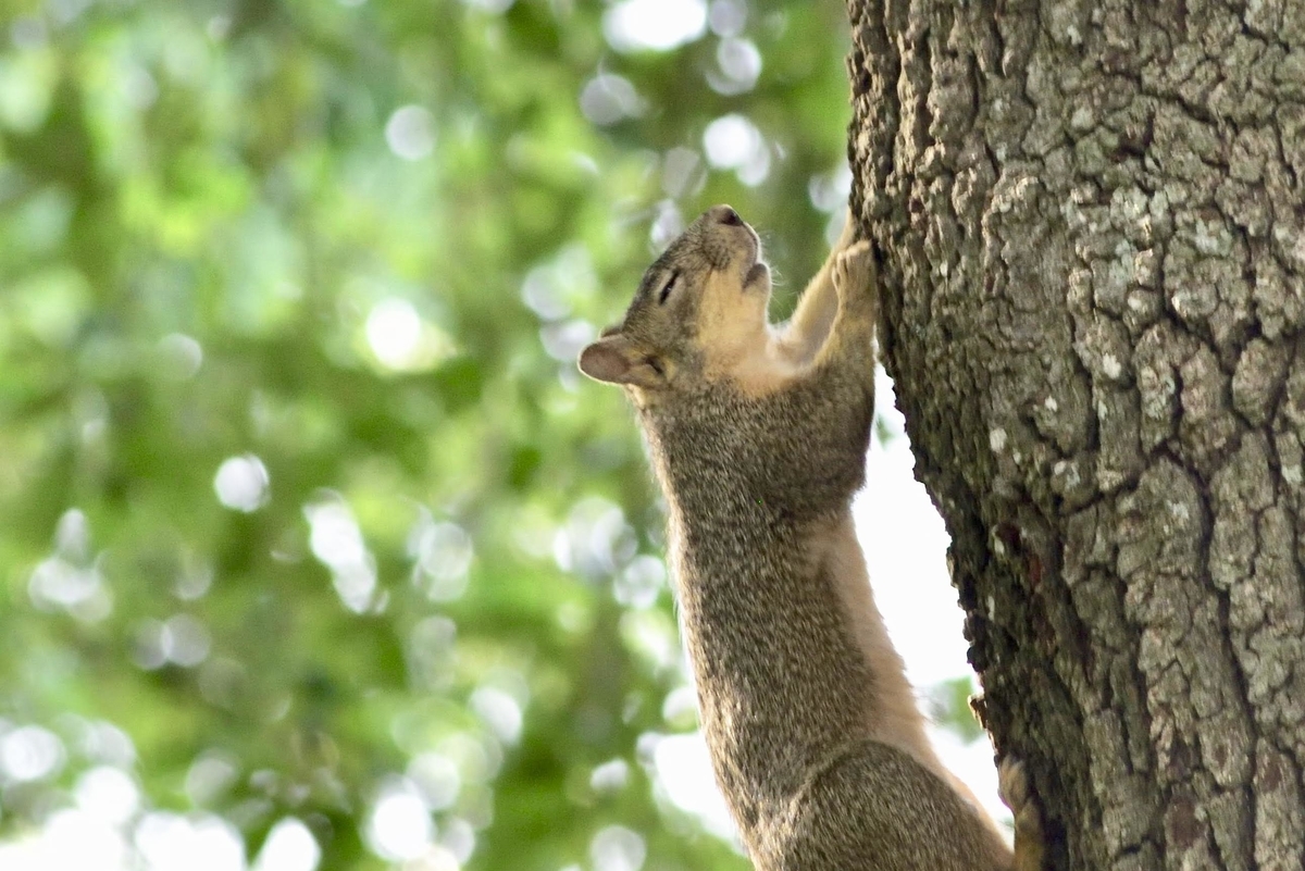 米国での「リス」の愛らしさをお伝えします - THE TIME YOU