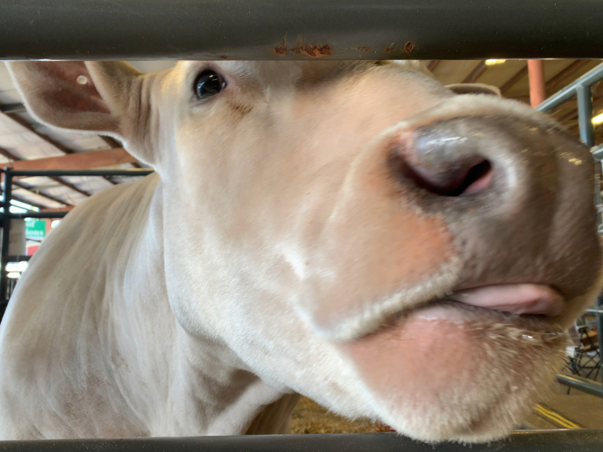 Rodeo Austinに行ってきた - THE TIME YOU ENJOY WASTING IS NOT