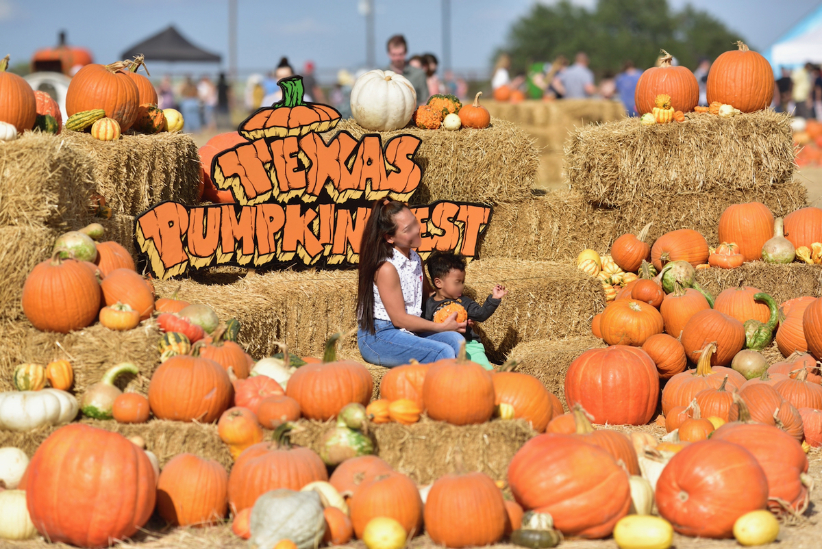 Pumpkin Patchからハロウィンとカボチャの関係を知る THE TIME YOU ENJOY WASTING IS NOT