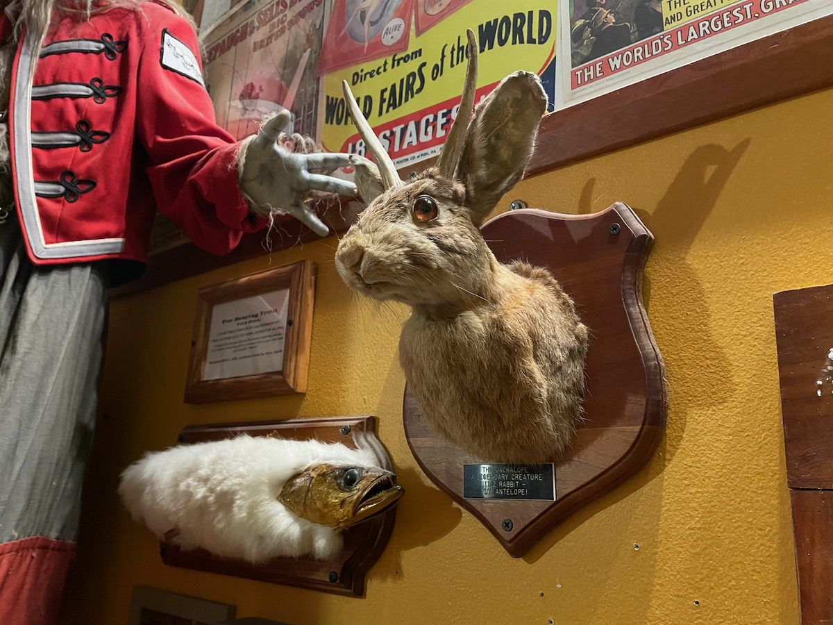 Jackalope