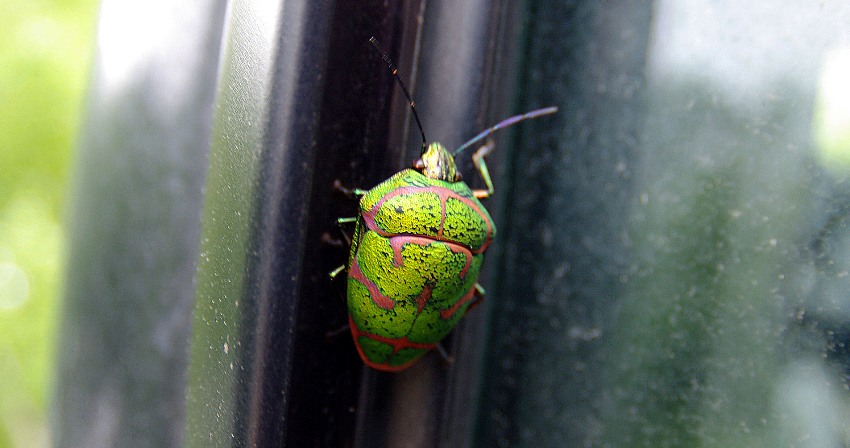 f:id:AVOCADO_SALAD:20120626010235j:image