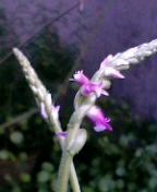 f:id:AVRIL:20080709101101j:image f:id:AVRIL:20080709101101j:image
