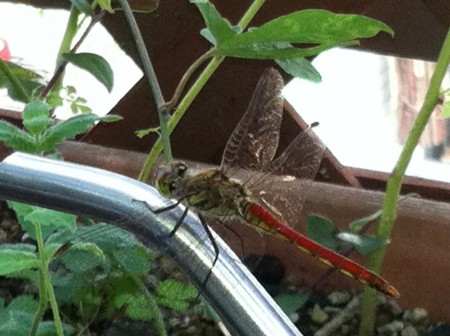 f:id:AVRIL:20110909121201j:image