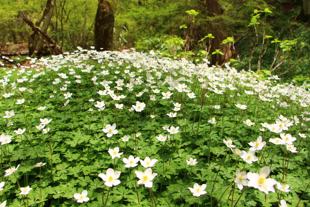 f:id:Aa35023502:20190506164337j:plain