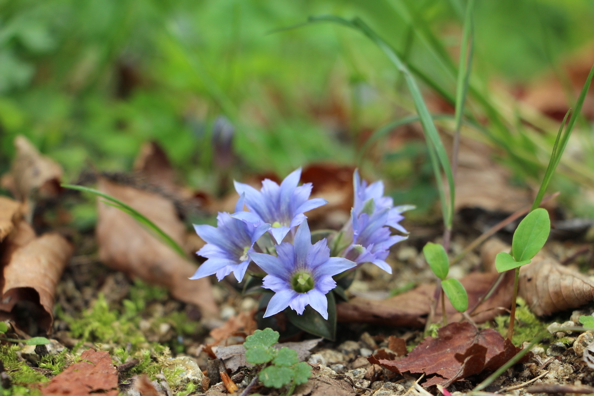 f:id:Aa35023502:20190506164819j:plain