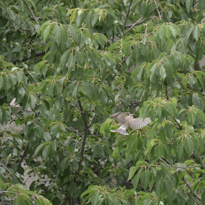 ムクドリと桜の実　団地