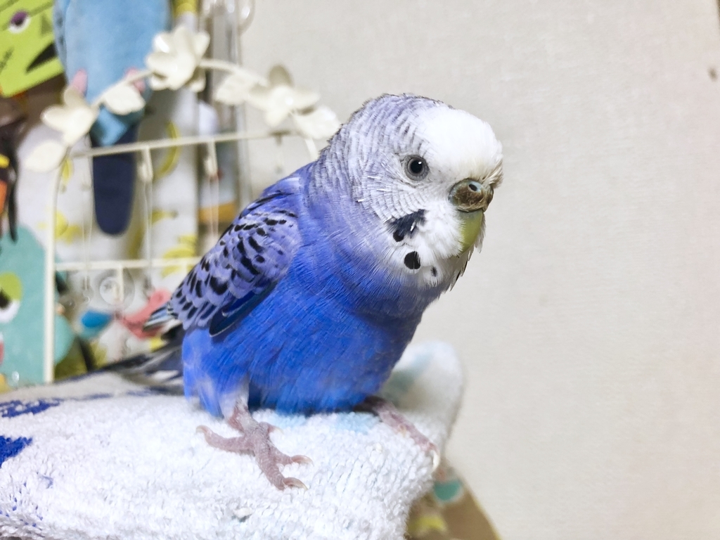 f:id:Abirdofhappiness:20190120110515j:plain