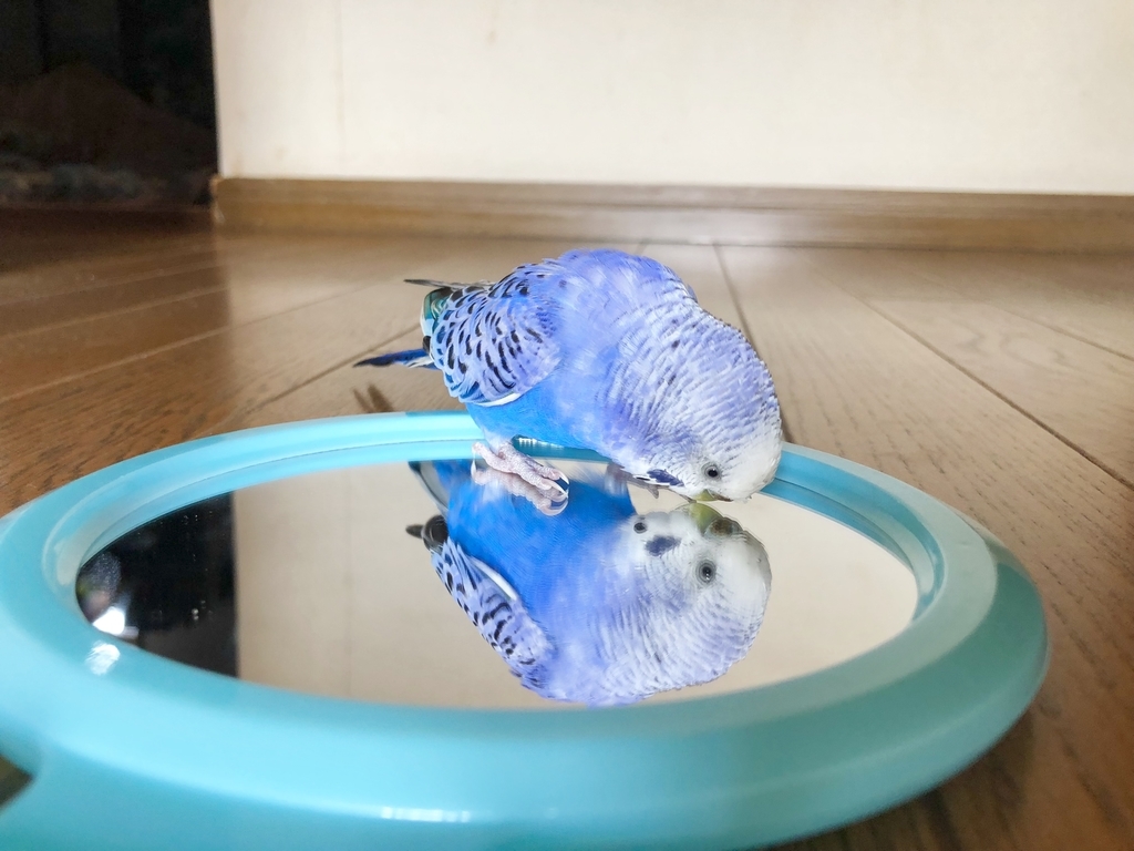 f:id:Abirdofhappiness:20190120125241j:plain