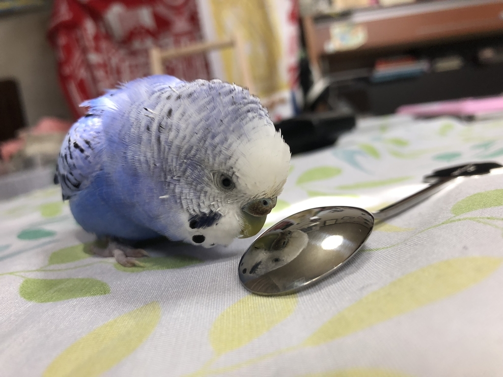 f:id:Abirdofhappiness:20190120125404j:plain