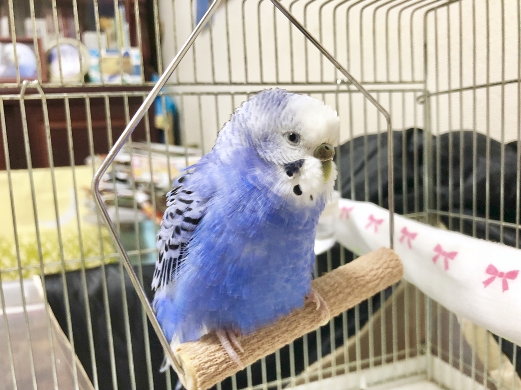 f:id:Abirdofhappiness:20190120125511j:plain