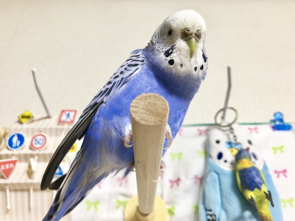f:id:Abirdofhappiness:20190120125816j:plain