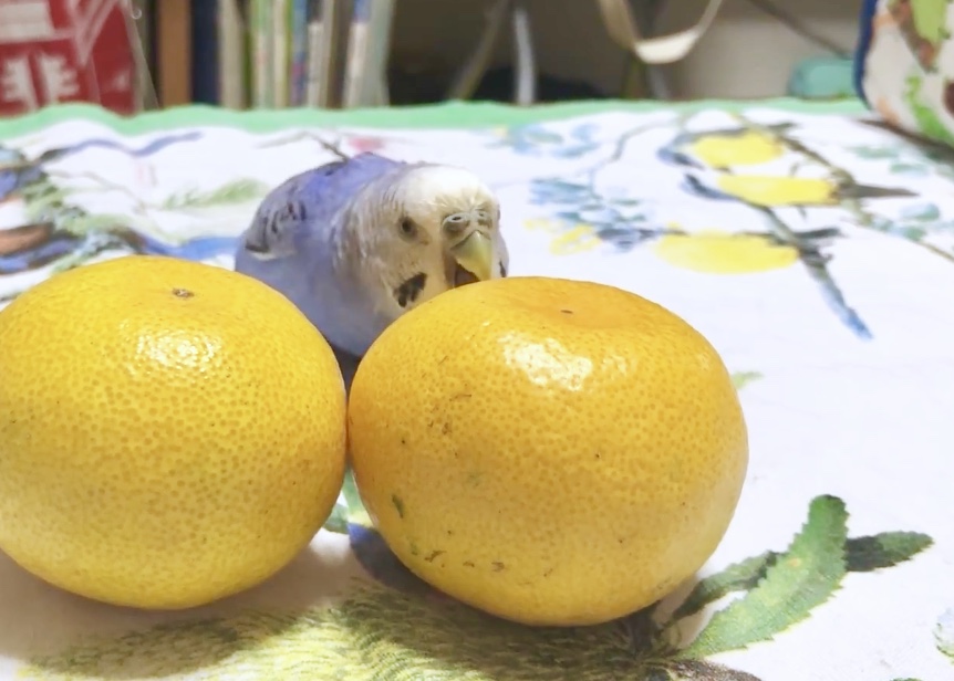 f:id:Abirdofhappiness:20190120130453j:plain