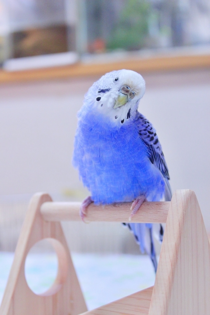f:id:Abirdofhappiness:20190120130811j:plain