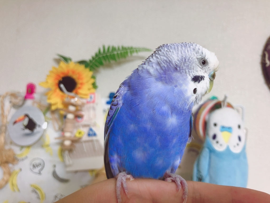 f:id:Abirdofhappiness:20190120133644j:plain