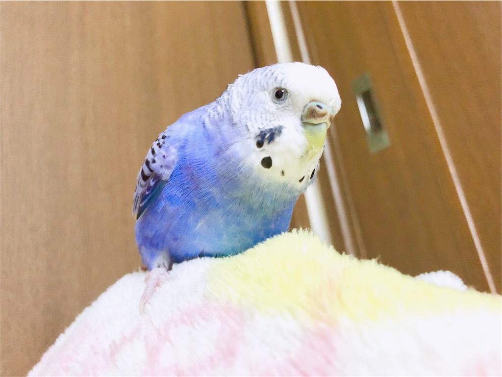 f:id:Abirdofhappiness:20190121193407j:image