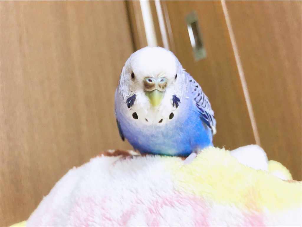 f:id:Abirdofhappiness:20190121193412j:image