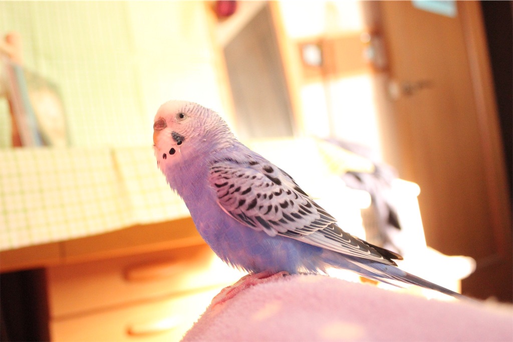 f:id:Abirdofhappiness:20190122164004j:image