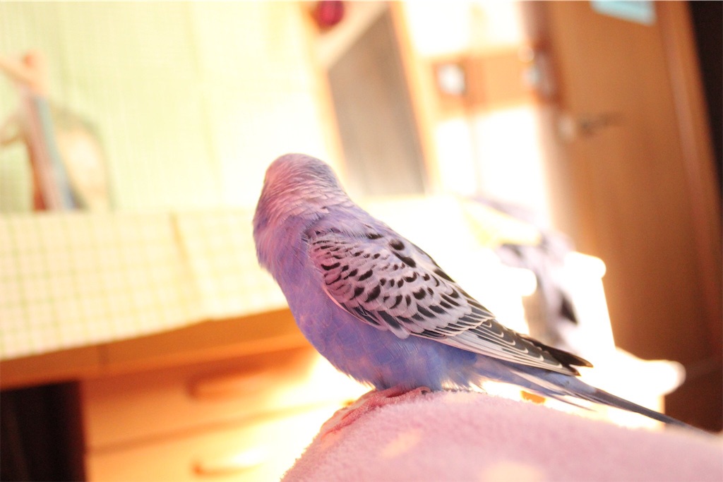 f:id:Abirdofhappiness:20190122164008j:image