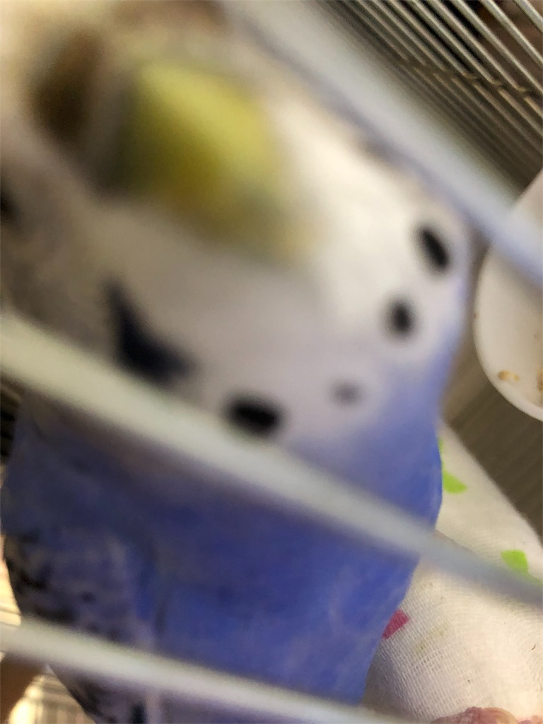 f:id:Abirdofhappiness:20190123174020j:image