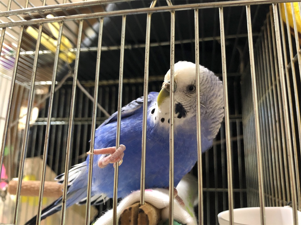 f:id:Abirdofhappiness:20190123174023j:image