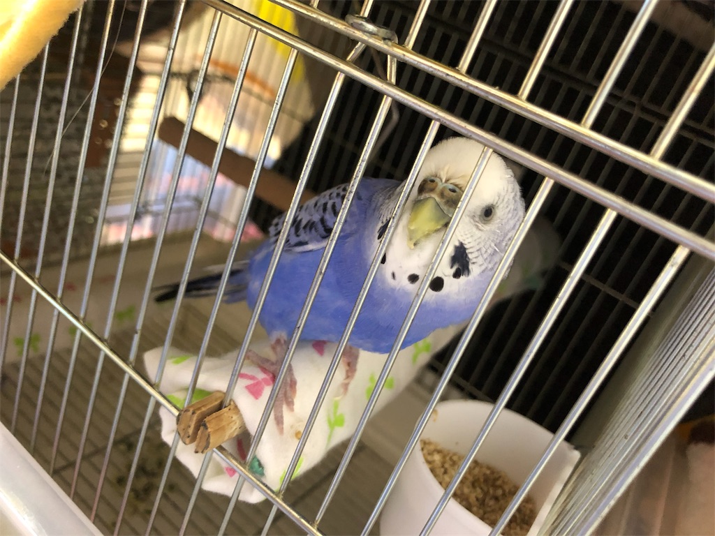 f:id:Abirdofhappiness:20190123174027j:image